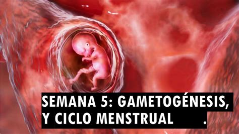 Asesor A Gametog Nesis Y Ciclo Menstrual Embriolog A