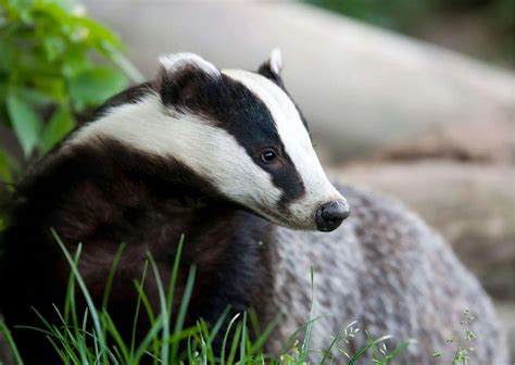 Badger Behavior - AnimalBehaviorCorner