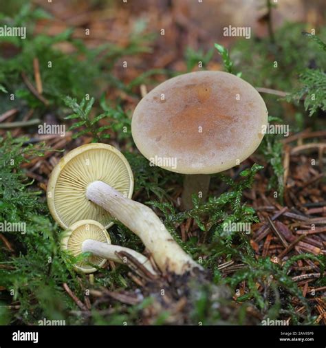 Rugosomyces Onychinus Known As Lilac Domecap Wild Mushroom From