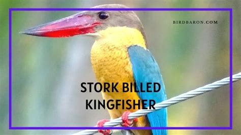 Stork-billed Kingfisher Bird - Profile | Facts | Description - Bird Baron