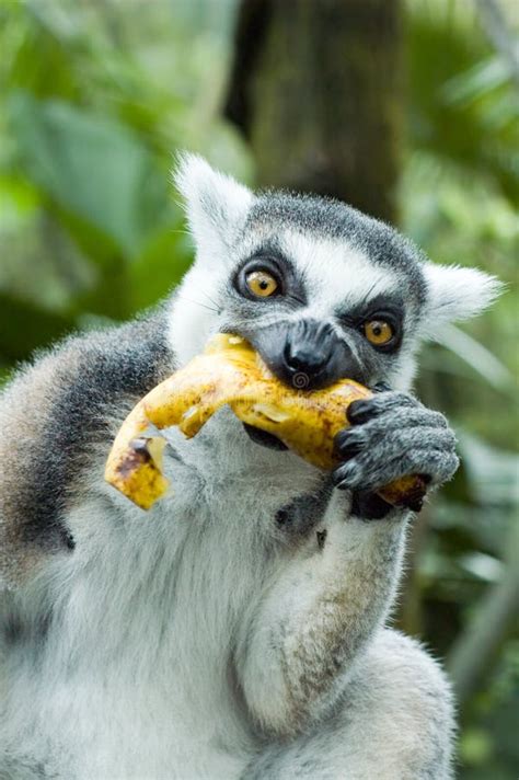 19+ Eating lemur Free Stock Photos - StockFreeImages