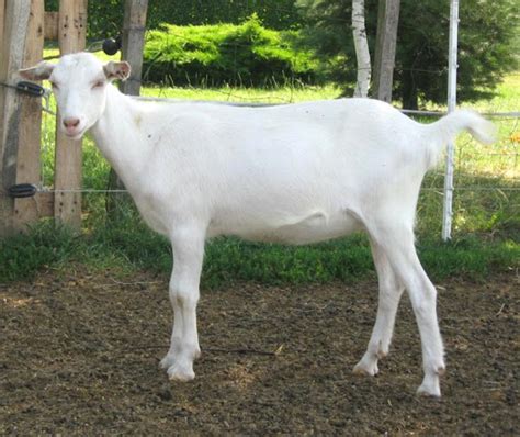 white shorthaired goat roys farm