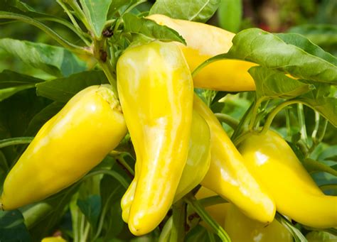 24 Types Of Peppers And When To Cook With Them Purewow