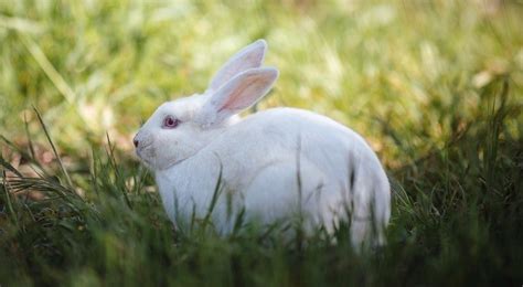 Florida White Rabbit Breeders, Information, Cost, Facts