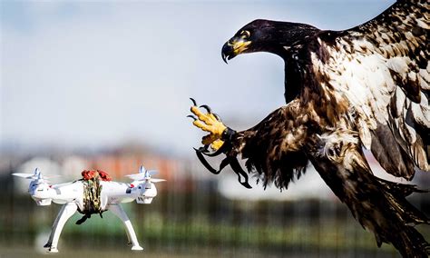 Drone-Catching Eagles are being retired by Dutch Police