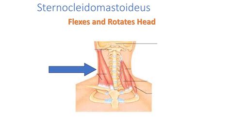 Muscle Contractions, Fatigue & Names - ppt download