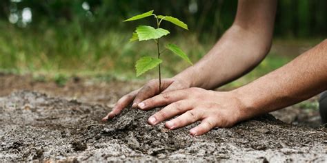 Planter Des Arbres Est Il Efficace Pour Préserver Les Forêts