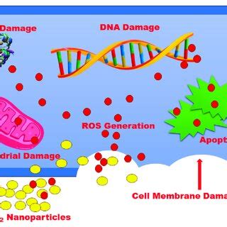 Pdf Uv Light Driven Photocatalytic Dye Degradation And Antibacterial