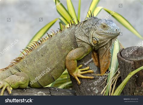 Iguana Iguanidae Prehistoric Reptiles Stock Photo