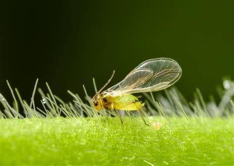 Soybean aphid biological control in North America | Heimpel Lab