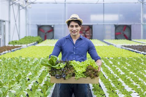 Agricultor Local Asi Tico Cultivando Sua Pr Pria Alface De Salada De