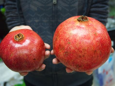 Organic 15 Turkey Giant Pomegranate Seeds Punica Granatum