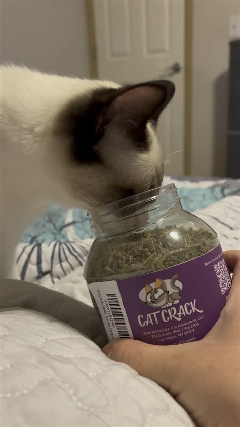 Cat crack catnip I got for Zelda on Amazon : r/cats