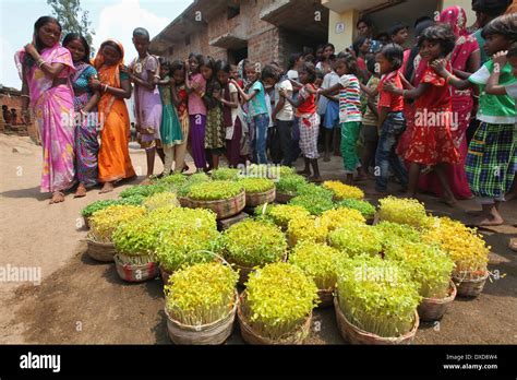 Tribal People Celebrating Karma Puja Festival With Seedlings Baludih