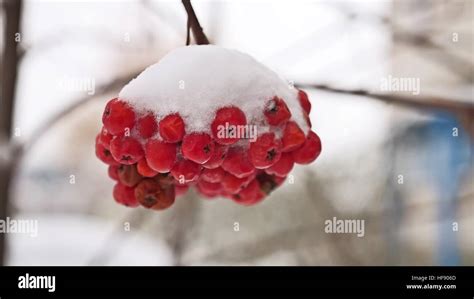 Red Bunches Tree Branch Of Rowan Covered With The First Snow Stock