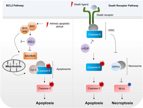 Bcl Pathway