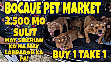 Bocaue Pet Market Update Labrador Husky Pomeranian Shihtzu K Lang