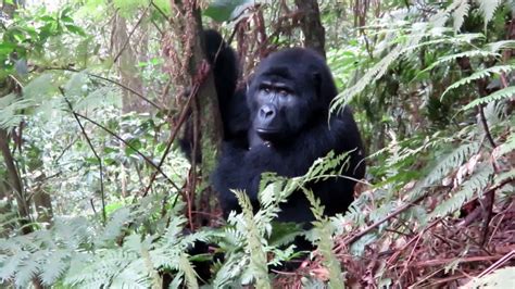 Days Gorilla Trekking And Lake Bunyonyi Tour West Riverside Safaris