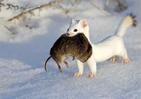 ANIMAL: Beautiful Snow Animals