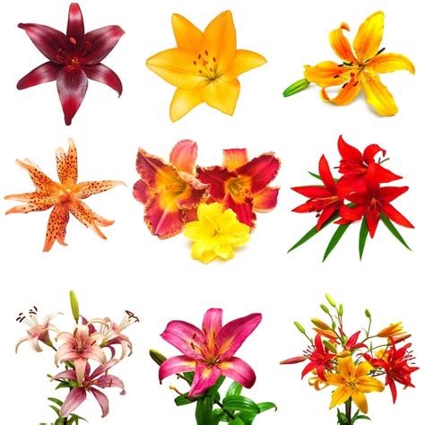 Premium Photo Collection Of Colorful Flowers Lilies And Daylilies