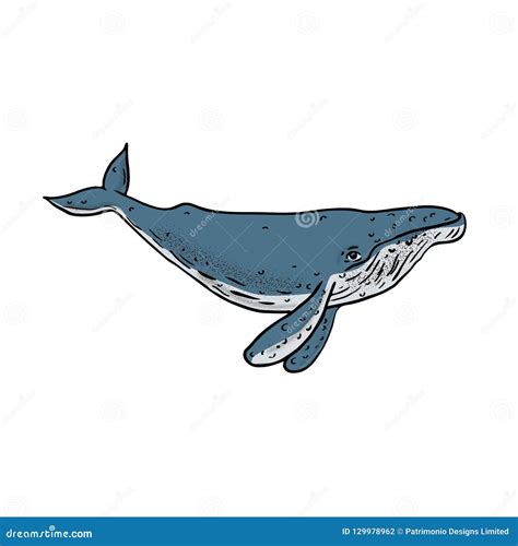 Humpback Whale Color Drawing Stock Vector Illustration Of Drawn