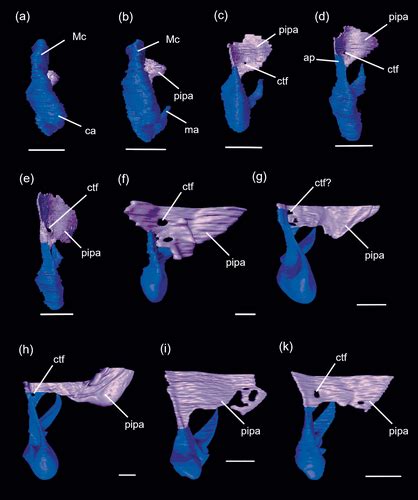 Ontogeny of the malleus in Mesocricetus auratus (Mammalia, Rodentia): Systematic and functional ...