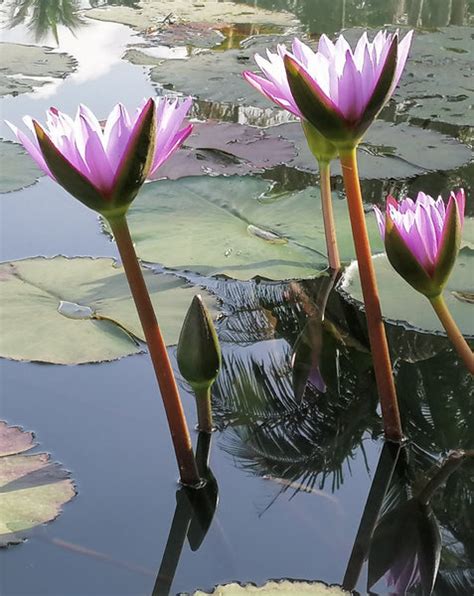 Unlocking The Secrets Of Blue Lotus Benefits Side Effects And More