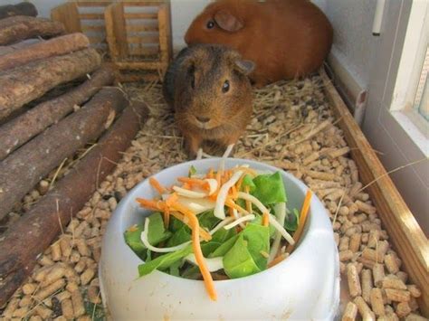 Cobayas A Lo Loco Cobayas Comiendo Ensalada Cobayas Ensaladas