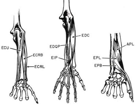 Fig 6 Extensors Of Wrist And Digits For Nom O P Digital Resource