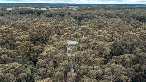 Premium Photo The Gloucester Tree Is A Giant Karri Tree In The