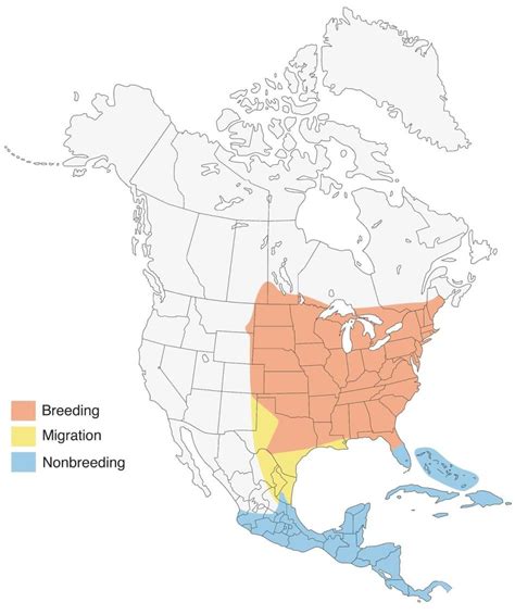 Blue Grosbeak Vs Indigo Bunting Badgerland Birding