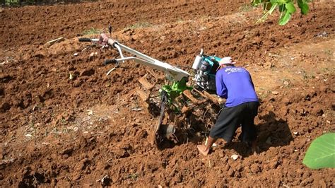 Kerja Keras Traktor Sawah Bekerja Membajak Tanah Kering Lahan Tegalan