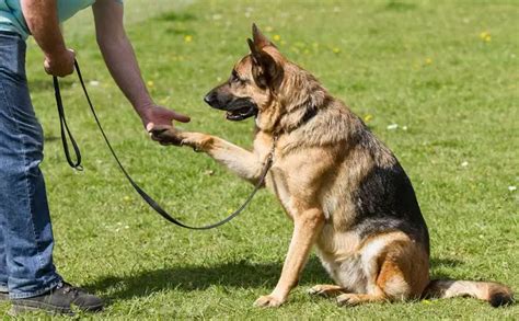 German Shepherd Dog Training - PetTime