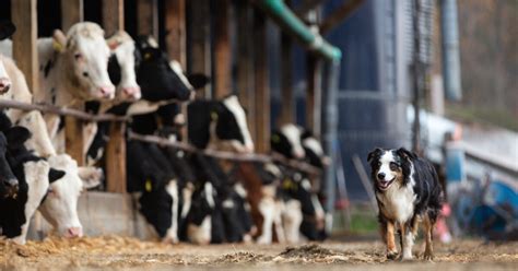 Farm Bureau Farm Dogs of the Year: Where are They Now? | Focus on Ag ...