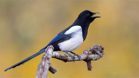 Wintervögel Zählung Nabu ruft zum Mitmachen auf Nachrichten WDR