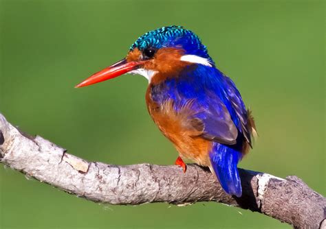 Exotic Birds Colorful Birds Bird Dogs Pet Birds Kingfisher Bird