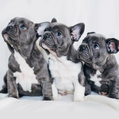 French Bulldog Puppies | Animal Kingdom & Puppies ‘N Love