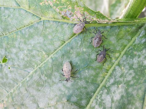 Three-lined Potato Beetles, Pea Weevils, Flea Beetles, and Squash Bugs