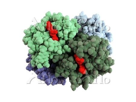 Haemoglobin Molecule Computer Artwork Showing The Structure