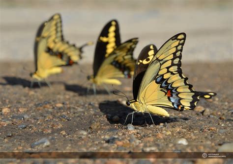 Mariposas Amarillas Yellow Butterflies Las Mariposas So Flickr