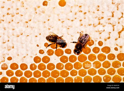 Two Bees On A Honeycomb Showing Capped And Uncapped Hexagonal Cells