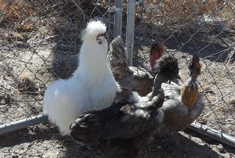 Showgirl Naked Neck X Silkie Chicken Fertile Hatching Eggs Rockets