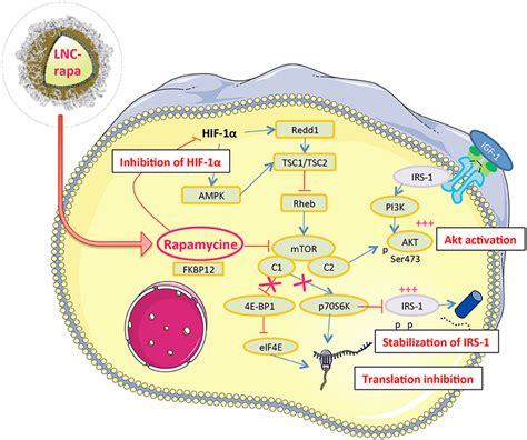 Frontiers Rapamycin Loaded Lipid Nanocapsules Induce Selective