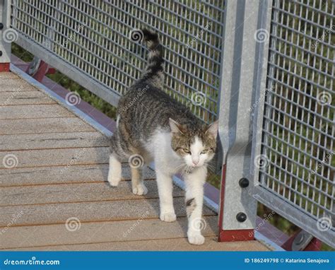 Stray Cat Walking With The Bridge Railing In The Background Stock Photo