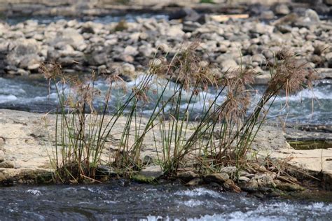 Plants Near A River Pixahive