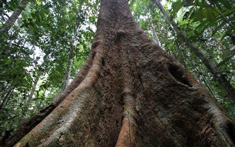 Ironwood Tree in Ontario: Growing and Caring Guide | Curb Wise