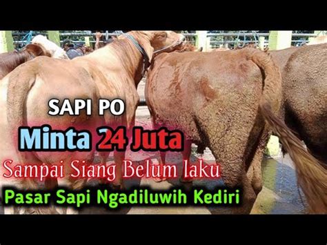 Update Harga Bakalan Jumbo Prospek Penggemukan Minta 24 Juta Sapi PO