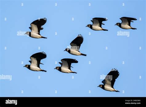 Flock Of Northern Lapwing Peewit Flying In The Sky Over The Wetlands