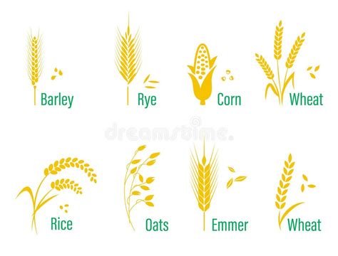 Wheat Grain Label Stock Illustrations – 17,303 Wheat Grain Label Stock ...