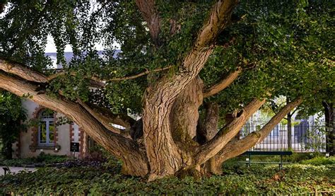 Concours Du Plus Bel Arbre De France Votez Pour Votre Préféré